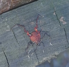 Metabalta tuberculata