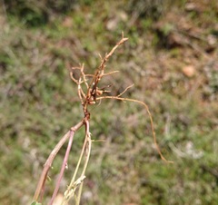 Rhizobium