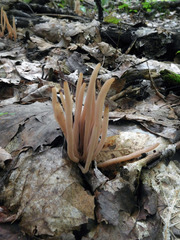 Clavaria rubicundula
