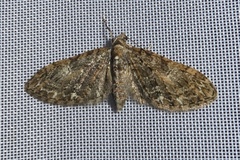 Eupithecia abbreviata