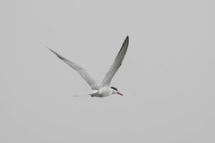 Sterna hirundo