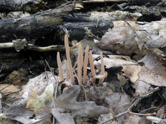 Clavaria rubicundula