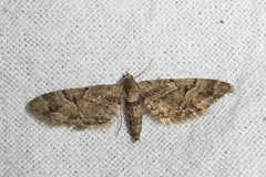 Eupithecia lanceata