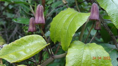 Passiflora alnifolia