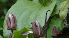 Passiflora alnifolia