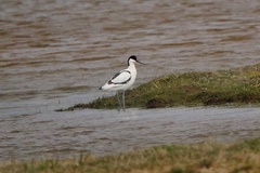 Recurvirostra avosetta