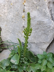 Umbilicus horizontalis