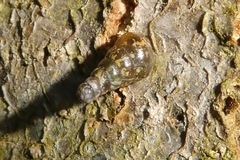 Cochlodina