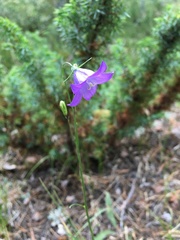 Campanula parryi