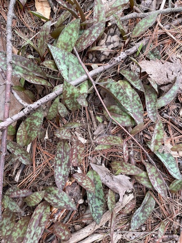 Trout Lily (Erythronium americanum)