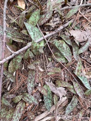 Trout Lily (Erythronium americanum)