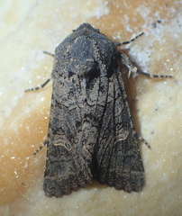 Aporophyla chioleuca