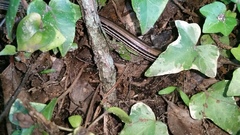 Ophisaurus attenuatus