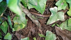 Ophisaurus attenuatus