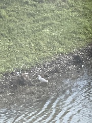 Egretta thula image