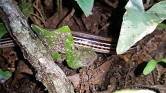 Ophisaurus attenuatus