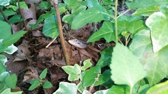 Ophisaurus attenuatus