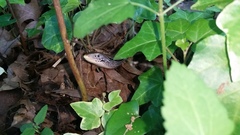 Ophisaurus attenuatus