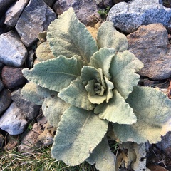 Verbascum boerhavii