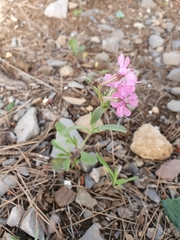 Silene colorata image