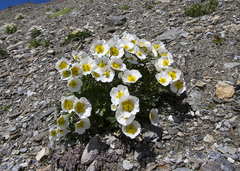 Ranunculus glacialis glacialis