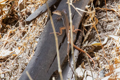 Aspidoscelis costatus