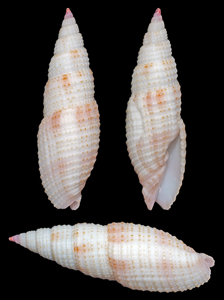 Domiporta carnicolor