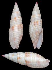 Domiporta carnicolor
