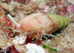 Domiporta carnicolor