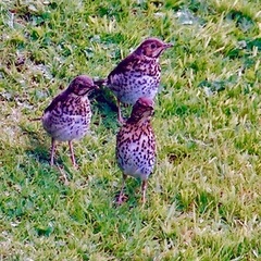 Turdus philomelos