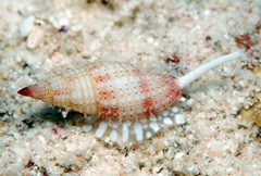Domiporta carnicolor
