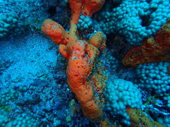 Orange Elephant Ear Sponge
