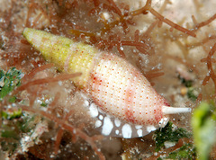 Domiporta carnicolor