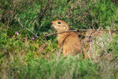 Spermophilus pygmaeus