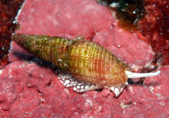 Domiporta carnicolor
