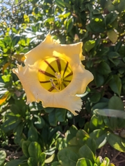 Solandra longiflora