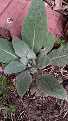 Verbascum thapsus