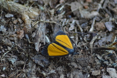 Paratype univitta