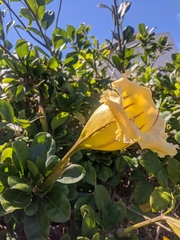 Solandra longiflora