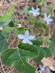 Cnidoscolus stimulosus