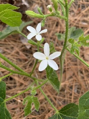 Cnidoscolus stimulosus