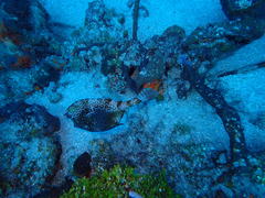 Acanthostracion polygonium