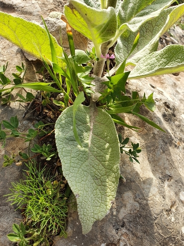 Verbascum rotundifolium image