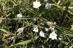 Triteleia peduncularis