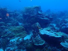 Plexaurella nutans