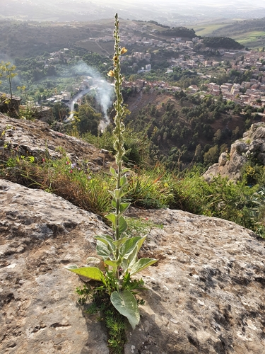 Image of Verbascum rotundifolium by (c) Mehdi Chetibi, some rights reserved (CC BY)