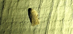 Acleris subnivana