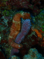 Hippocampus reidi
