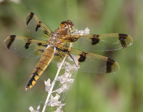 Painted Skimmer photo 3