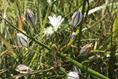 Triteleia peduncularis